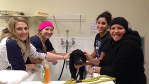 WVU Tech students give a shelter pup a bath (and some much-needed love) during their visit.